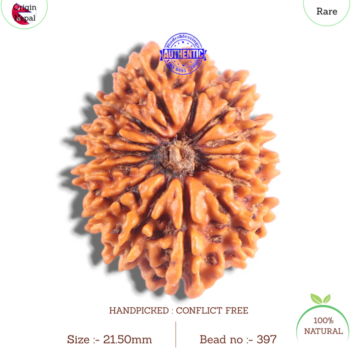 14 Mukhi Nepalese Rudraksha - Bead No. 397