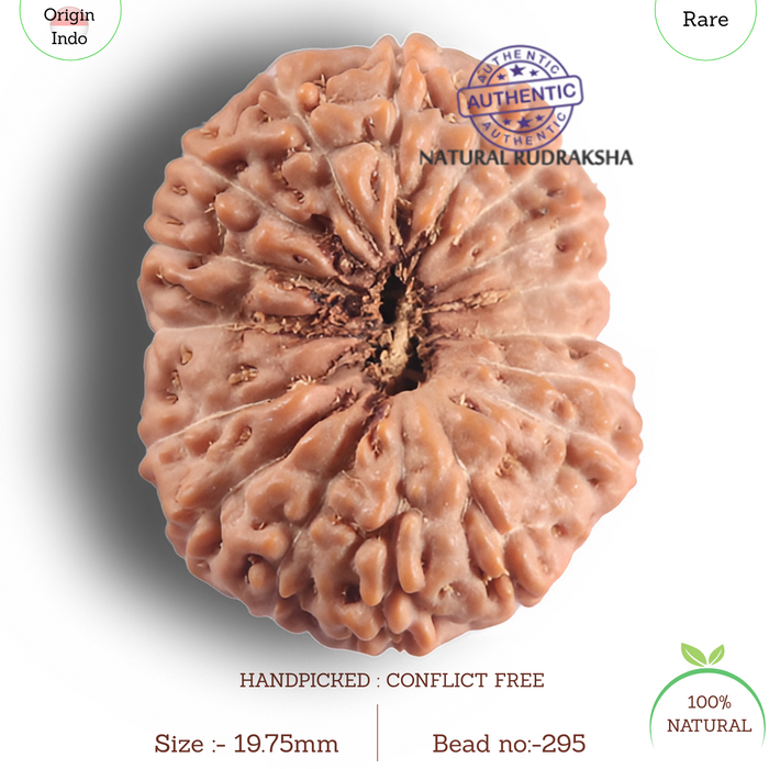 17 Mukhi Rudraksha from Indonesia - Bead No. 295