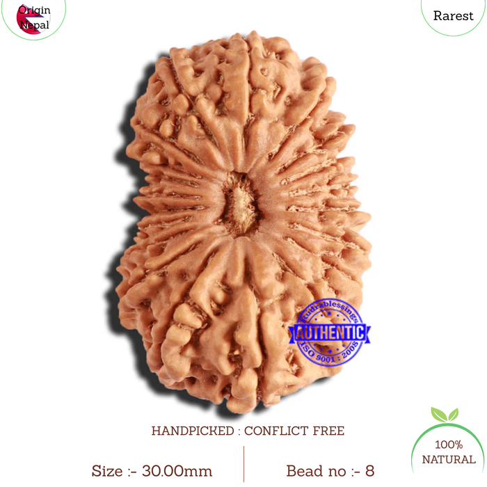 20 Mukhi Nepalese Rudraksha - Bead No 8