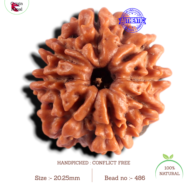 8 Mukhi Nepalese Rudraksha - Bead No. 486
