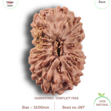 Load image into Gallery viewer, 17 Mukhi Rudraksha from Indonesia - Bead No. 287
