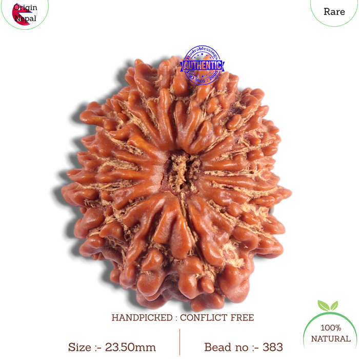 14 Mukhi Nepalese Rudraksha - Bead No. 383