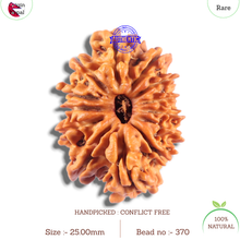 Load image into Gallery viewer, 14 Mukhi Nepalese Rudraksha - Bead No. 370
