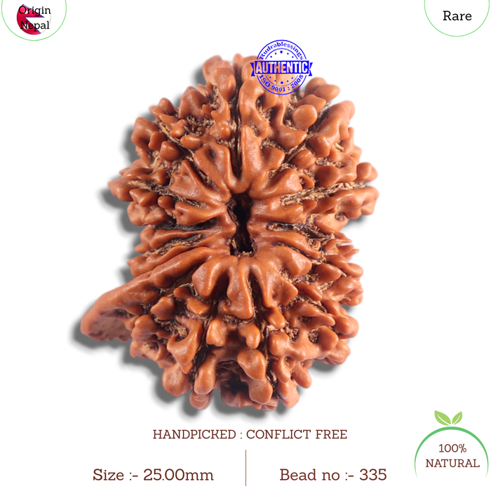 14 Mukhi Nepalese Ganesh Rudraksha - Bead No. 335