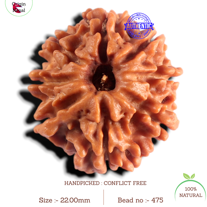 8 Mukhi Nepalese Rudraksha - Bead No. 475