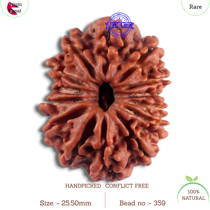 14 Mukhi Nepalese Rudraksha - Bead No. 359