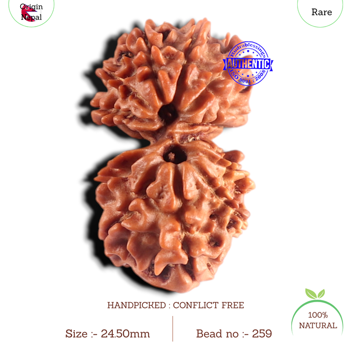 Gaurishanker Nepalese Rudraksha Bead No. - 259