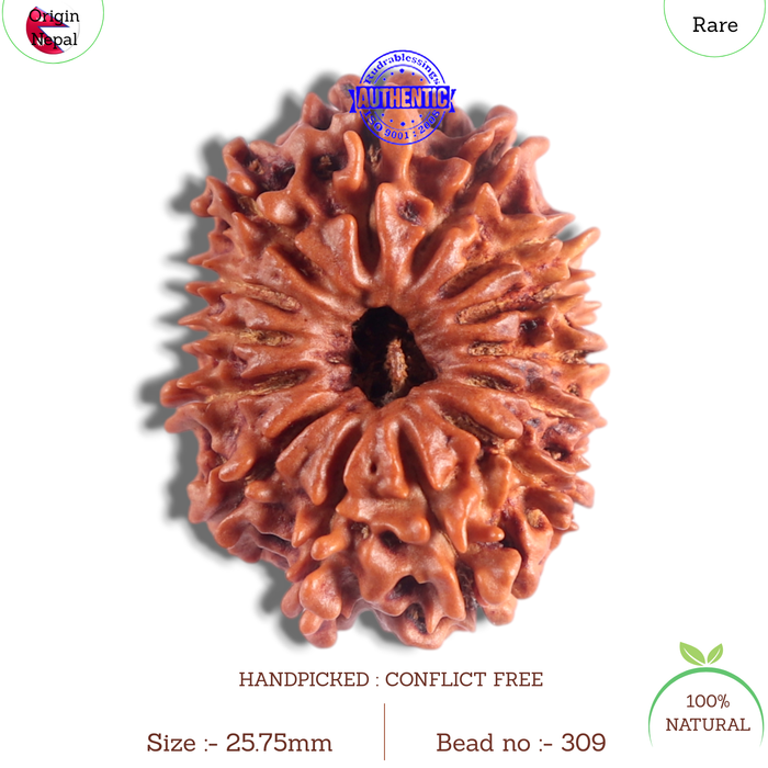 14 Mukhi Nepalese Rudraksha - Bead No. 309