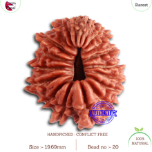 Load image into Gallery viewer, 19 Mukhi Nepalese Rudraksha - Bead 20
