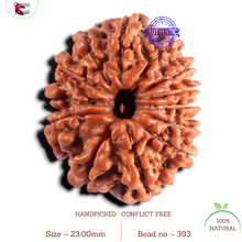 Load image into Gallery viewer, 13 Mukhi Nepalese Rudraksha - Bead No. 393
