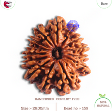Load image into Gallery viewer, 14 Mukhi Nepalese Rudraksha - Bead No. 159
