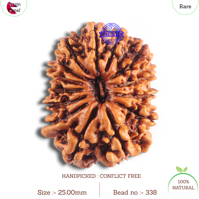 14 Mukhi Nepalese Rudraksha - Bead No. 338