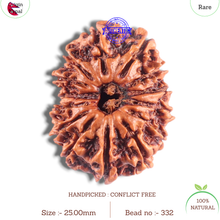 Load image into Gallery viewer, 14 Mukhi Nepalese Rudraksha - Bead No. 332
