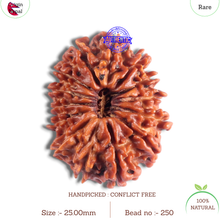 Load image into Gallery viewer, 14 Mukhi Nepalese Rudraksha - Bead No. 250
