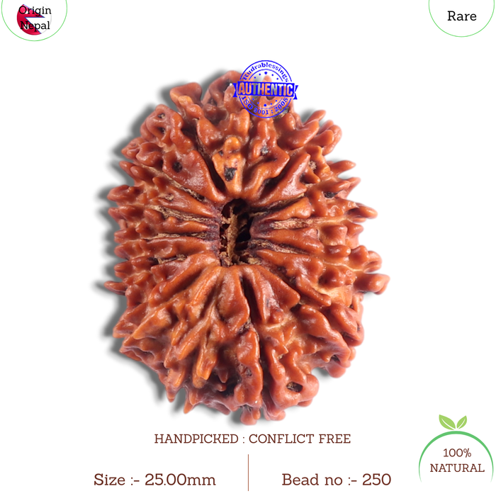 14 Mukhi Nepalese Rudraksha - Bead No. 250