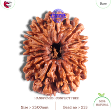 Load image into Gallery viewer, 14 Mukhi Nepalese Rudraksha - Bead No. 233
