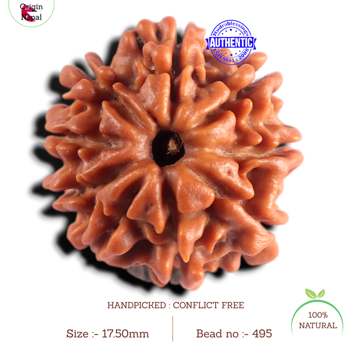 9 Mukhi Nepalese Rudraksha - Bead No. 495