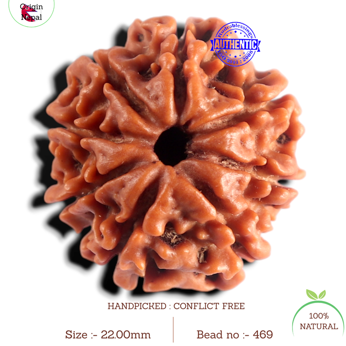 8 Mukhi Nepalese Rudraksha - Bead No. 469