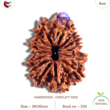 Load image into Gallery viewer, 14 Mukhi Nepalese Rudraksha - Bead No. 334
