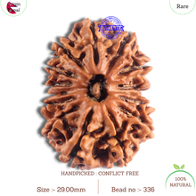 Load image into Gallery viewer, 14 Mukhi Nepalese Ganesh Rudraaksha - Bead No. 336
