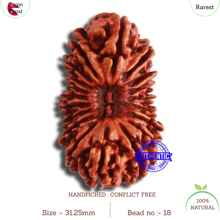 19 Mukhi Nepalese Rudraksha - Bead 18