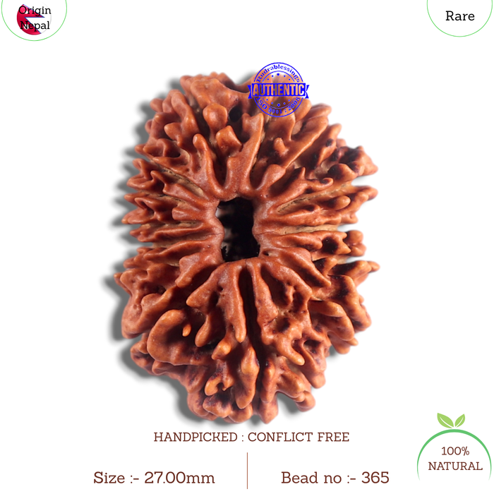 14 Mukhi Nepalese Rudraksha - Bead No. 365