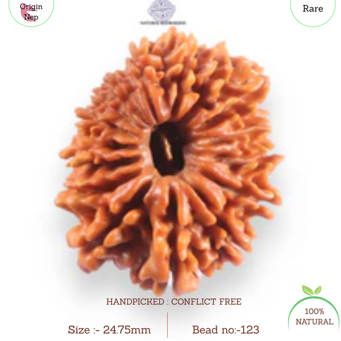16 Mukhi Rudraksha from Nepal - Bead No. 123