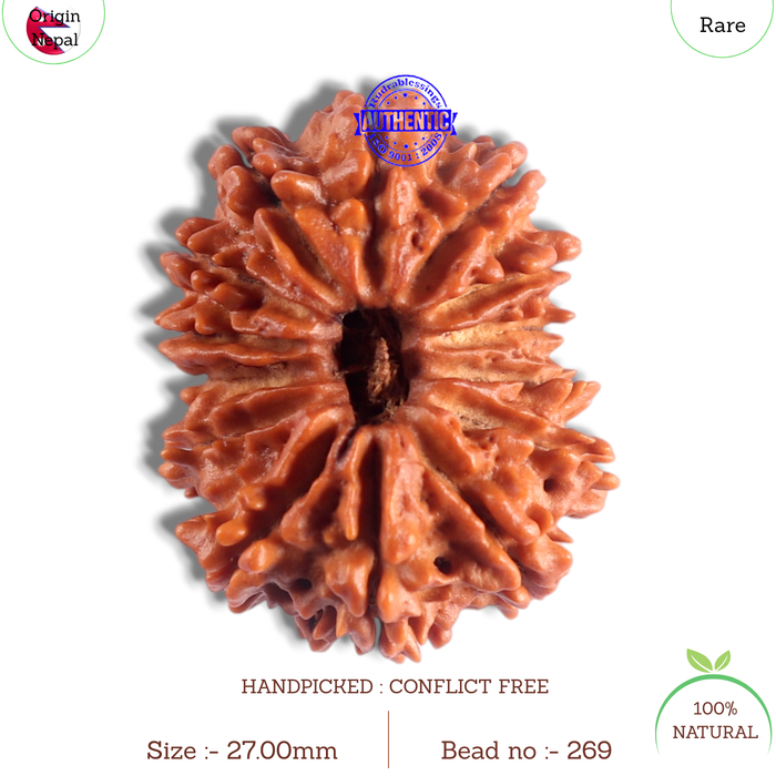 14 Mukhi Nepalese Rudraksha - Bead No. 269