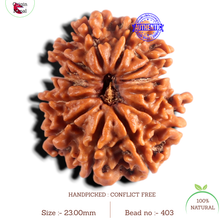 Load image into Gallery viewer, 12 Mukhi Nepalese Rudraksha - Bead No 403

