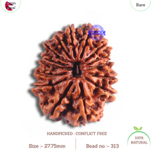 Load image into Gallery viewer, 14 Mukhi Nepalese Rudraksha - Bead No. 313
