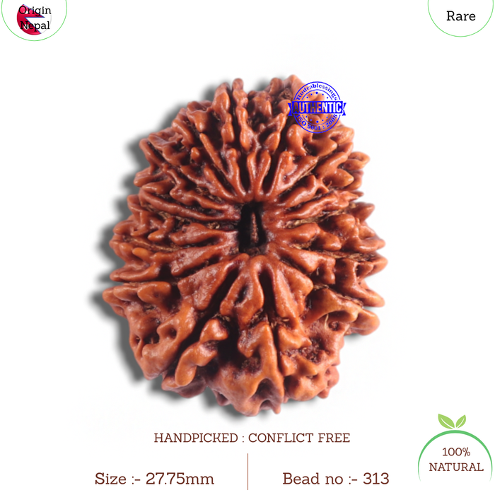 14 Mukhi Nepalese Rudraksha - Bead No. 313