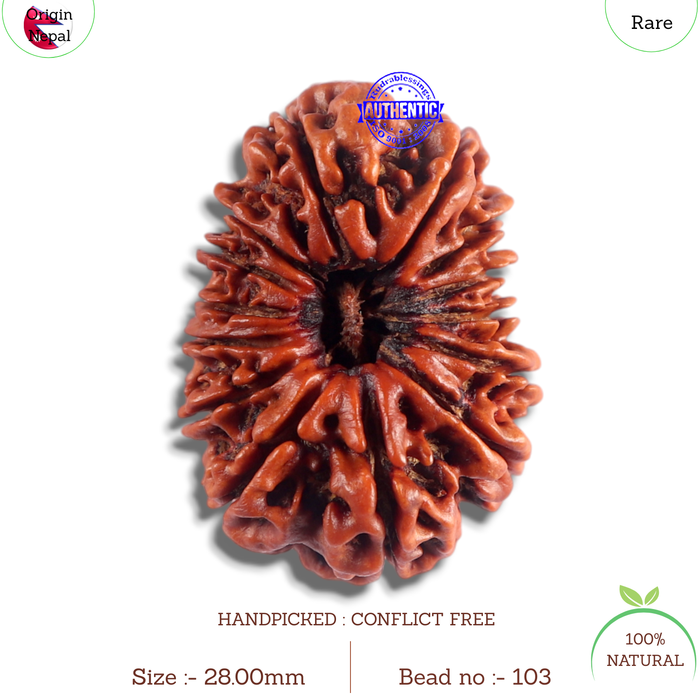 14 Mukhi Nepalese Rudraksha - Bead No. 103
