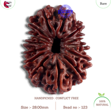 Load image into Gallery viewer, 14 Mukhi Nepalese Rudraksha - Bead No. 123
