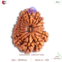 Load image into Gallery viewer, 14 Mukhi Nepalese Rudraksha - Bead No. 232
