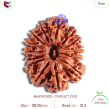Load image into Gallery viewer, 14 Mukhi Nepalese Rudraksha - Bead No. 210
