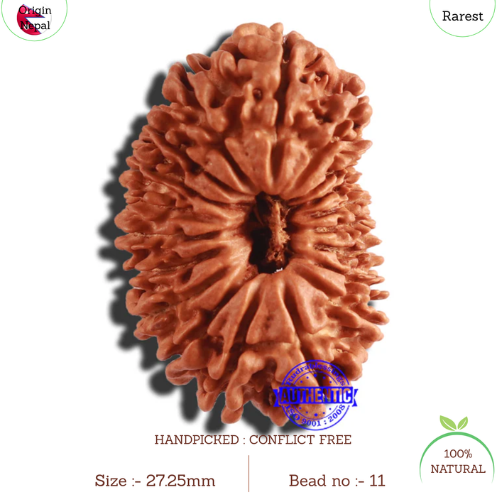 19 Mukhi Nepalese Rudraksha - Bead 11