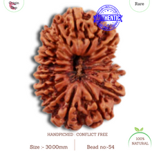 Load image into Gallery viewer, 16 Mukhi Rudraksha from Nepal - Bead No. 54
