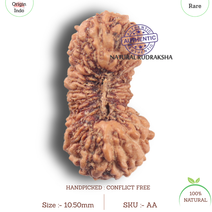 23 Mukhi Rudraksha from Indonesia