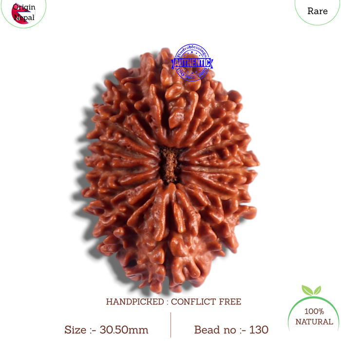 14 Mukhi Nepalese Rudraksha - Bead No. 130
