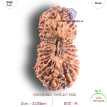 Load image into Gallery viewer, 23 Mukhi Rudraksha from Indonesia - Bead No. M
