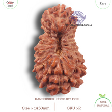 Load image into Gallery viewer, 23 Mukhi Rudraksha from Indonesia - Bead No. R
