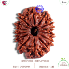 Load image into Gallery viewer, 14 Mukhi Nepalese Rudraksha - Bead No. 145
