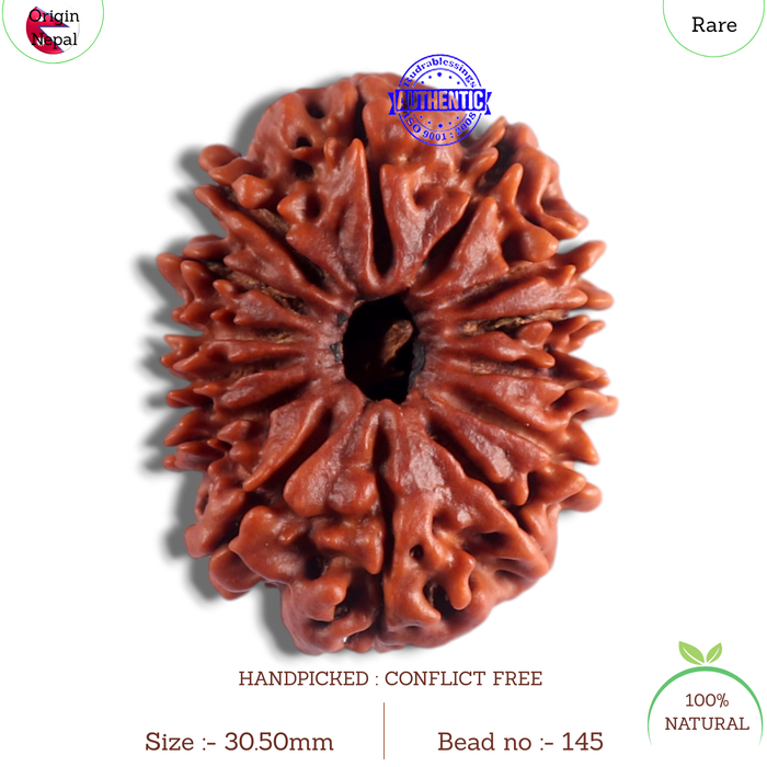 14 Mukhi Nepalese Rudraksha - Bead No. 145