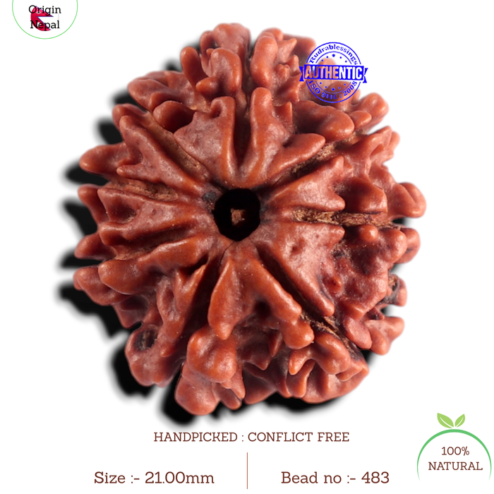 8 Mukhi Nepalese Rudraksha - Bead No. 483