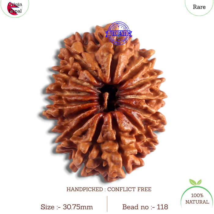 14 Mukhi Nepalese Rudraksha - Bead No. 118