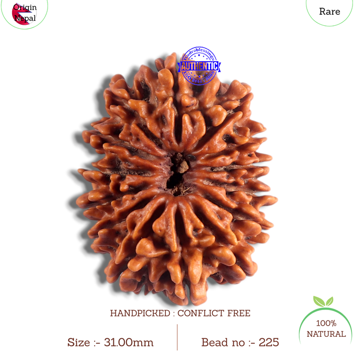14 Mukhi Nepalese Rudraksha - Bead No. 225