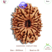 Load image into Gallery viewer, 16 Mukhi Rudraksha from Nepal - Bead No. 55
