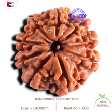 Load image into Gallery viewer, 9 Mukhi Nepalese Rudraksha - Bead No. 486

