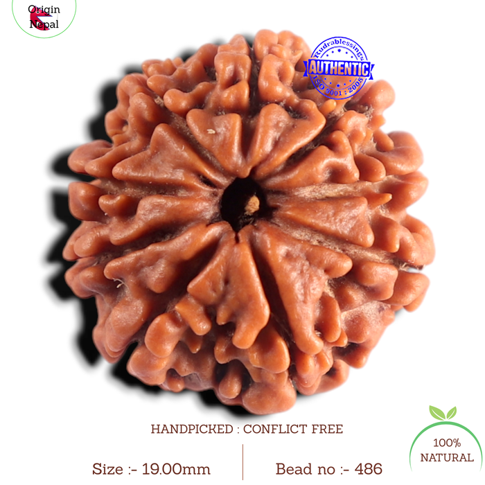 9 Mukhi Nepalese Rudraksha - Bead No. 486
