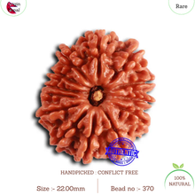 Load image into Gallery viewer, 13 Mukhi Nepalese Rudraksha - Bead No. 370
